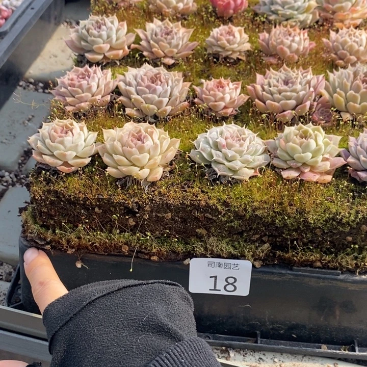 18 多肉植物盆栽花卉