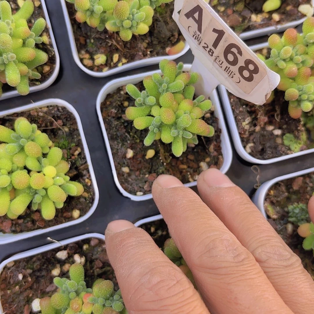 A168翡翠一物一拍