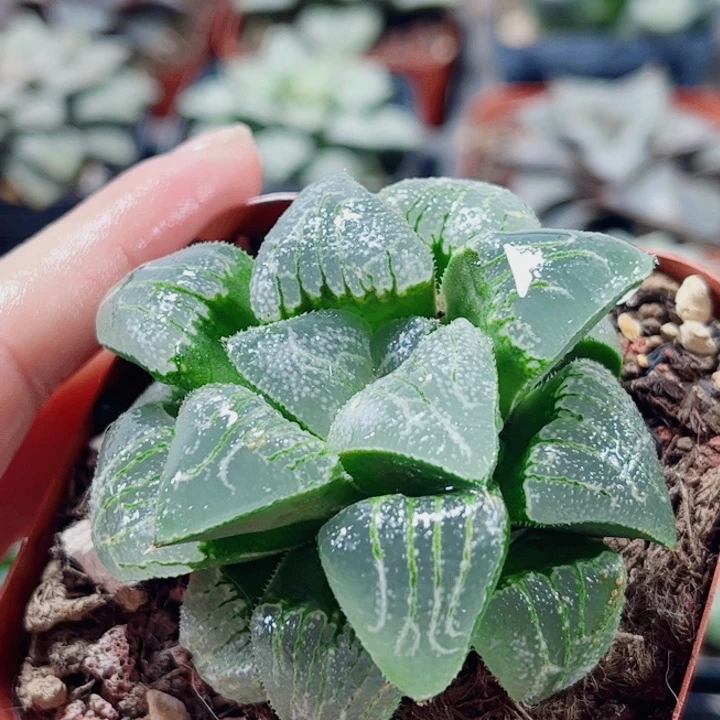 十二卷。云遮月。福利