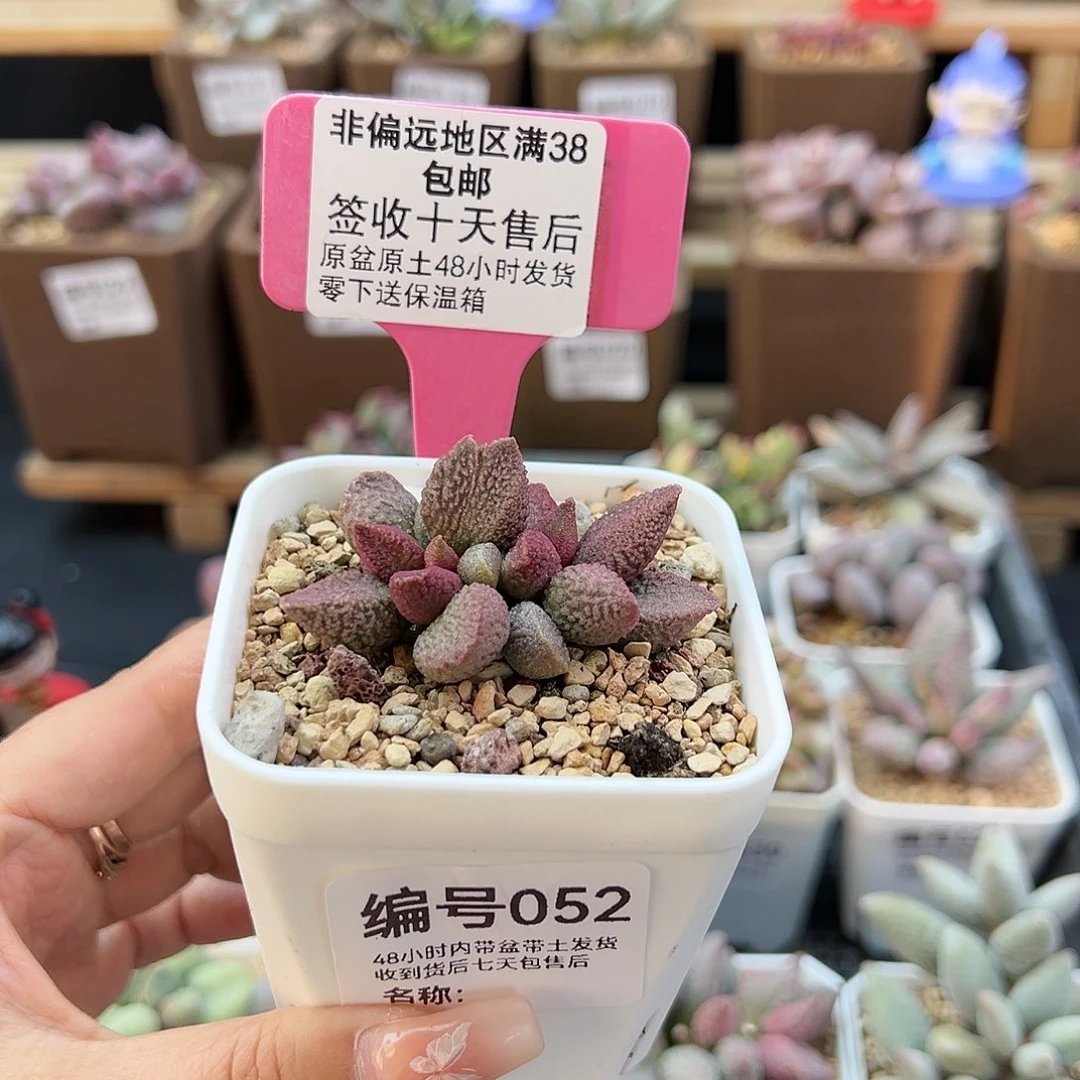 052青缇芒果多肉植物