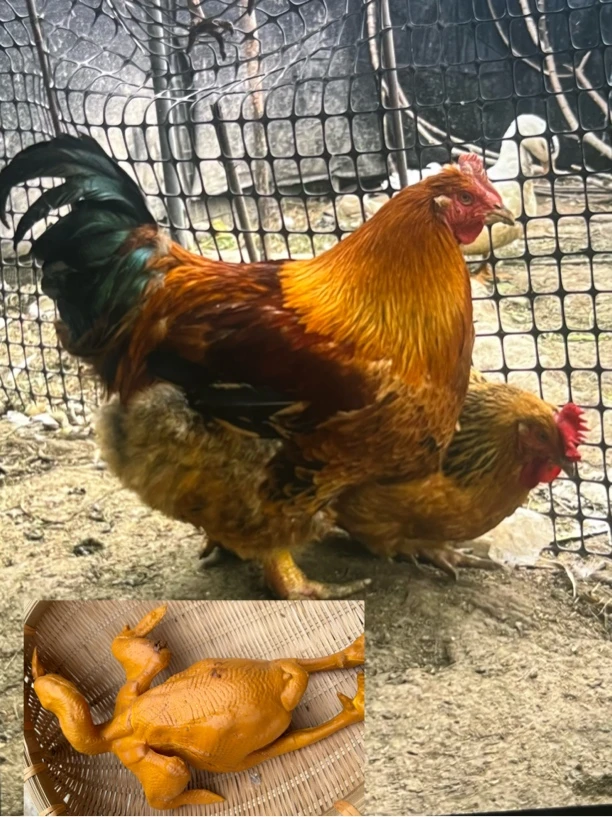 散养九斤红大阉鸡 肉质细腻鲜美口感好