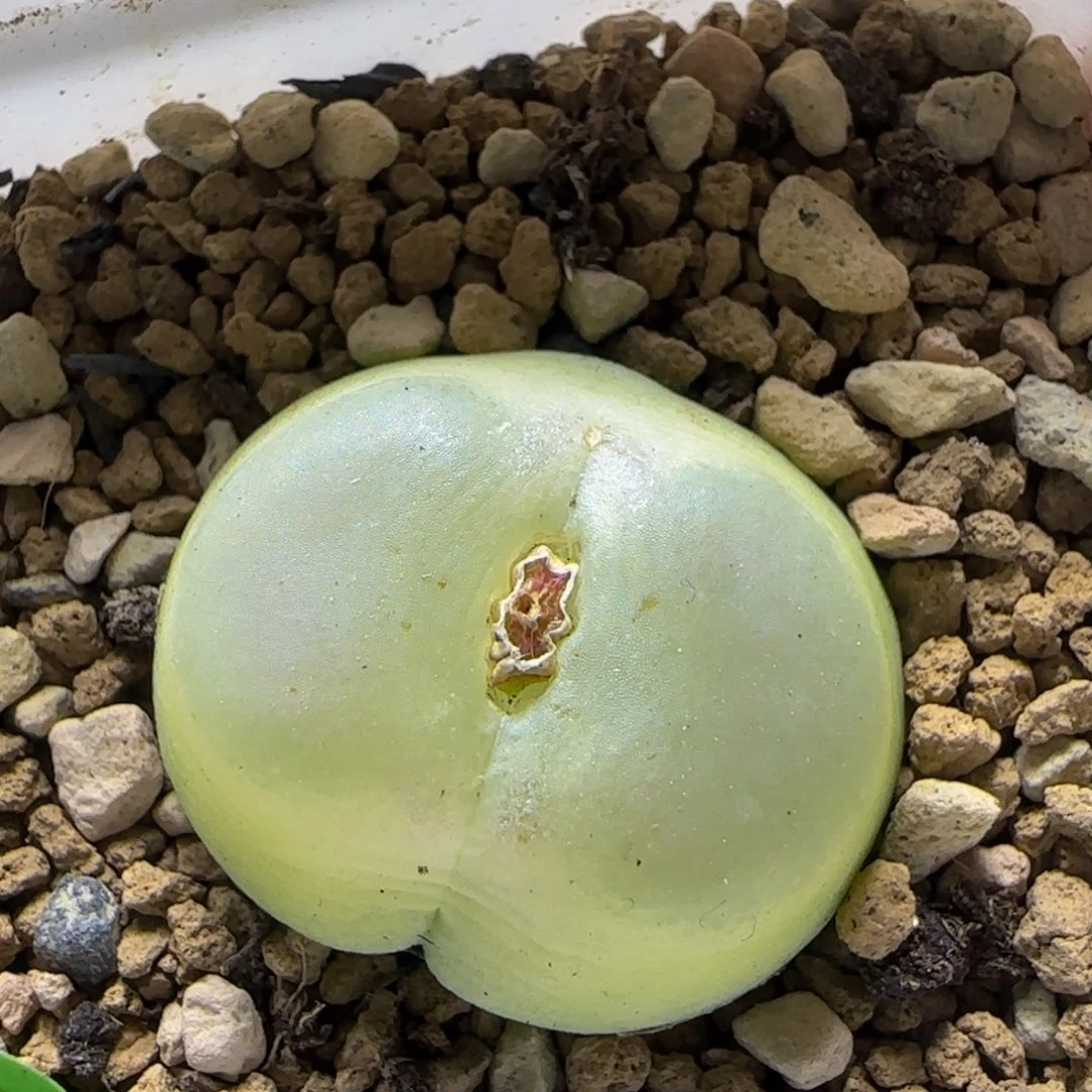 拉登2.5+多肉植物419