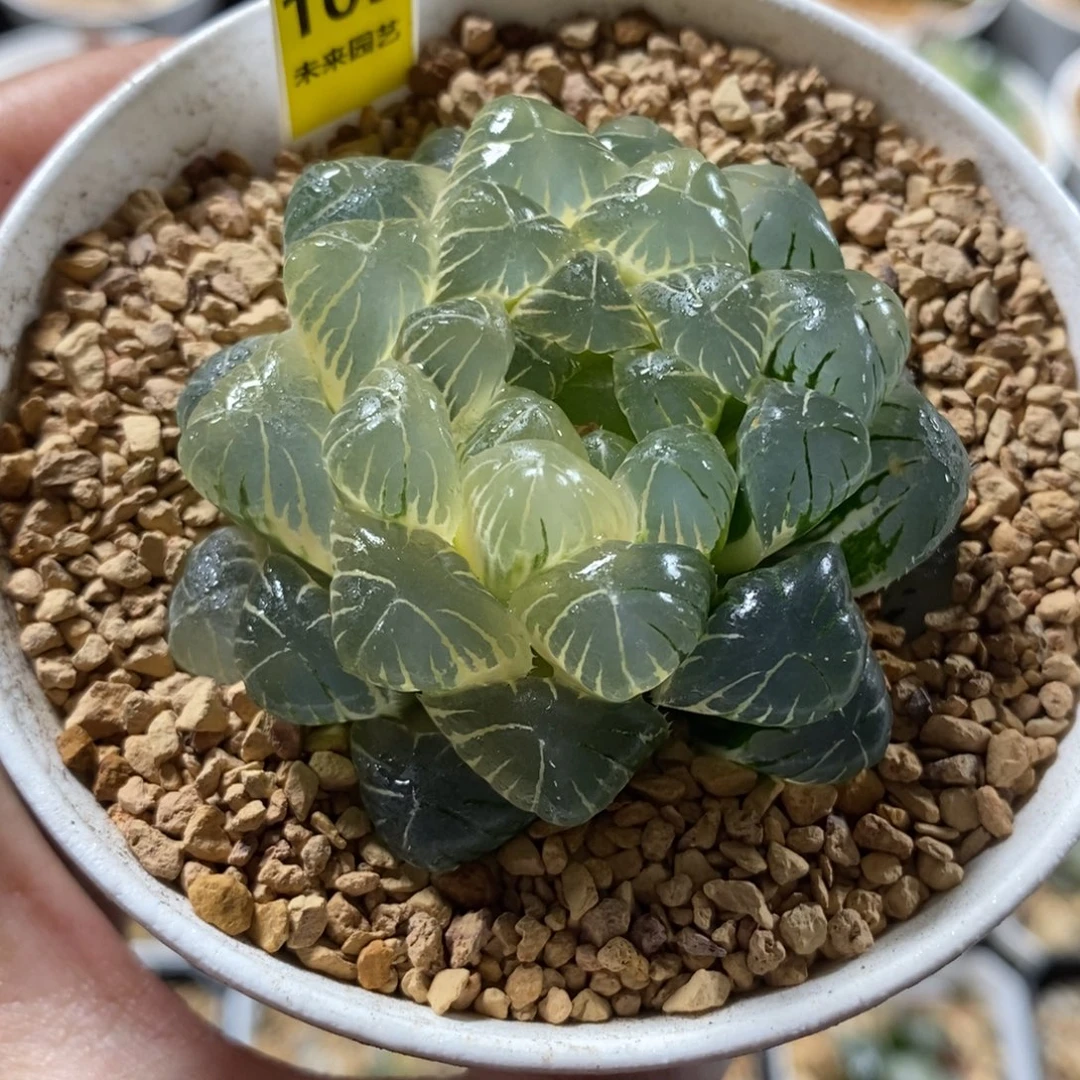 109湖斑实生湖水玉露锦