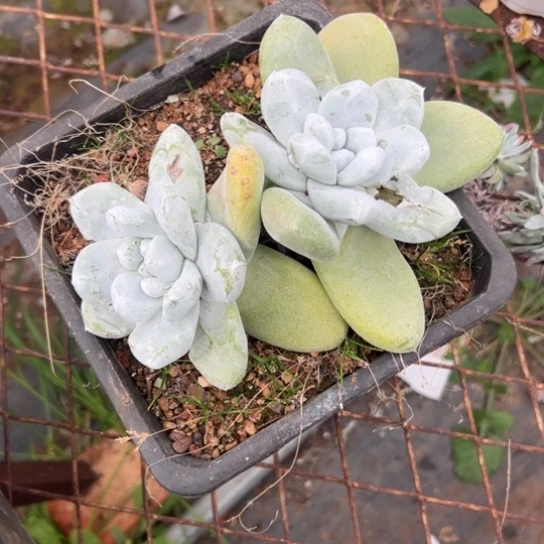 用****6谢谢姐姐～一物一拍7902