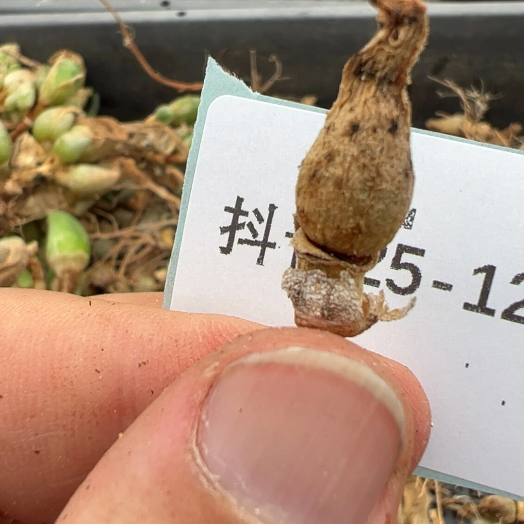 25-128肉锥多肉植物