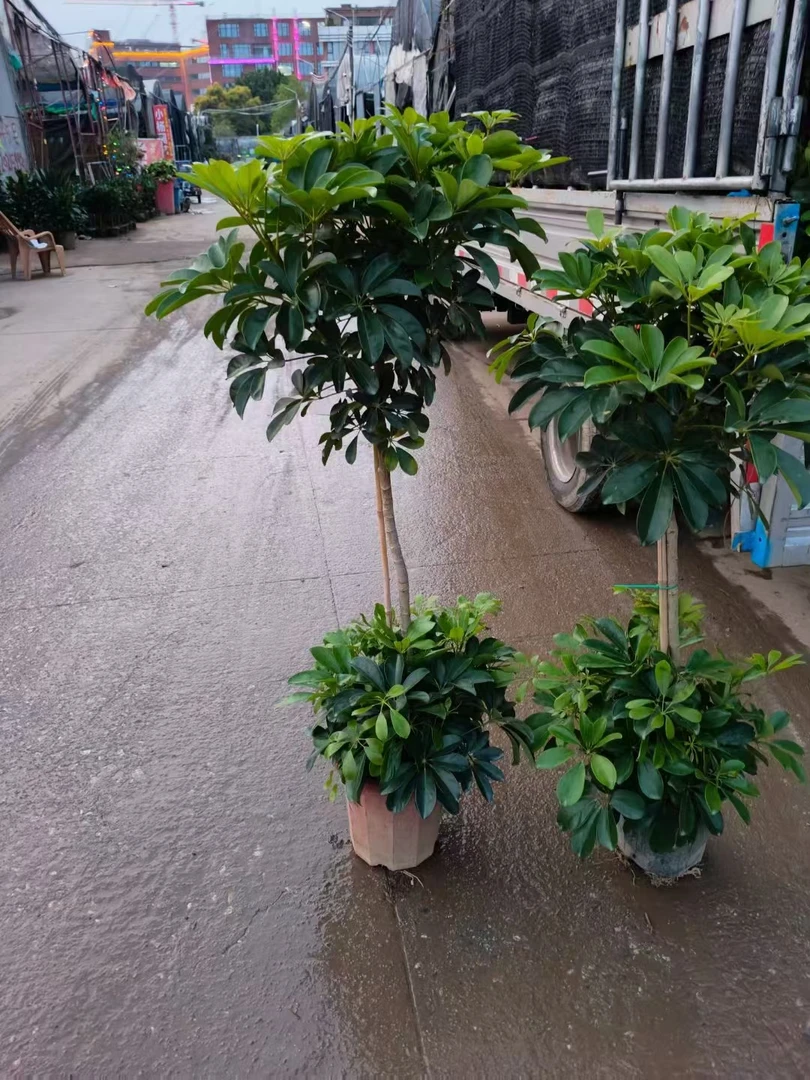 棒棒糖鸭脚木高雅黑桶装室内绿植净化空气美化空间