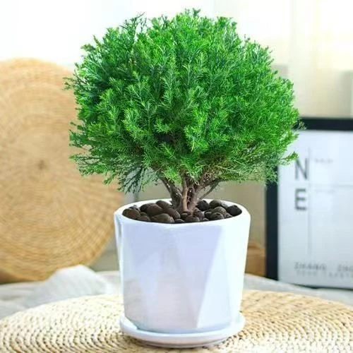 雾凇盆栽客厅办公室桌面绿植小盆景美化空气四季常青易养活放青松