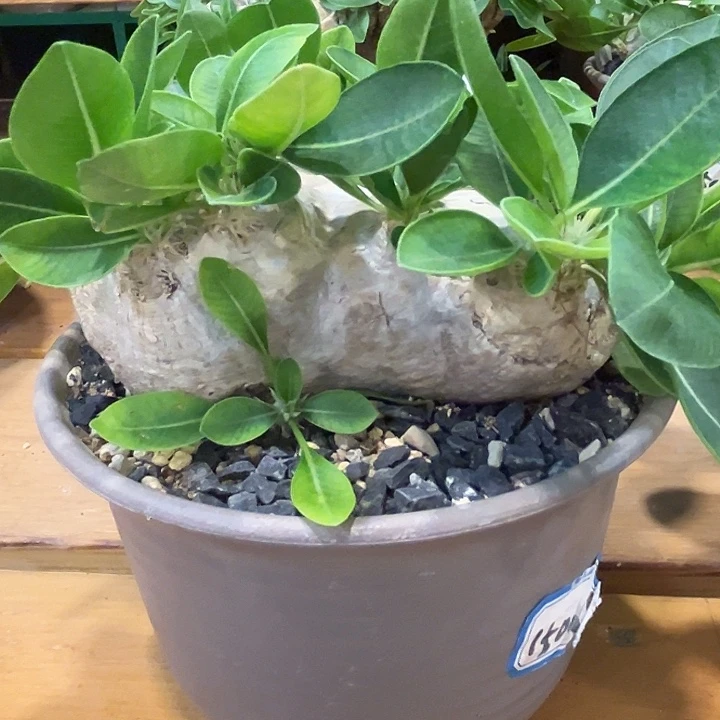 汤圆植物惠比须笑
