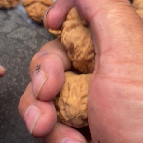 文玩核桃把件蛤蟆1.1