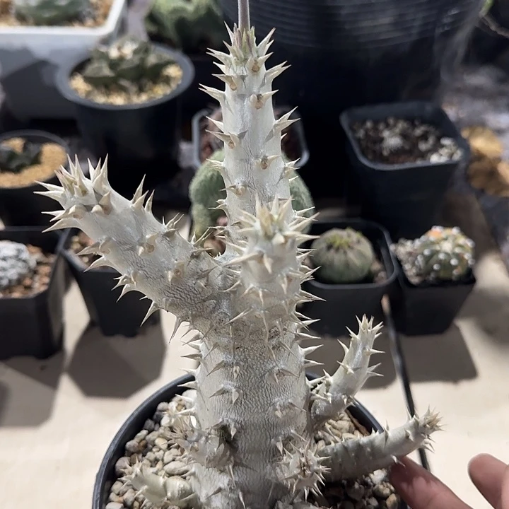 萧*筒蝶春实生仙人球