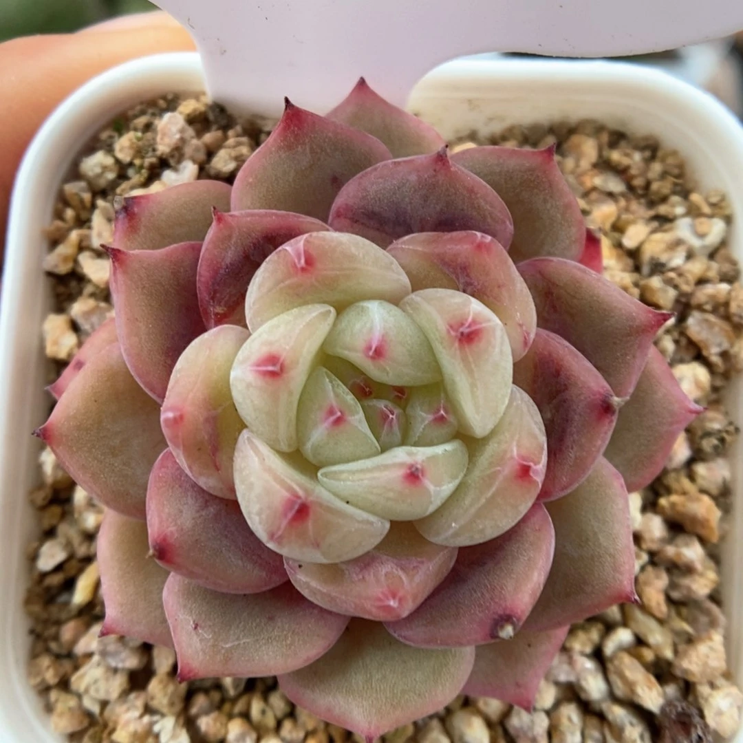 寒绯可拍930号。