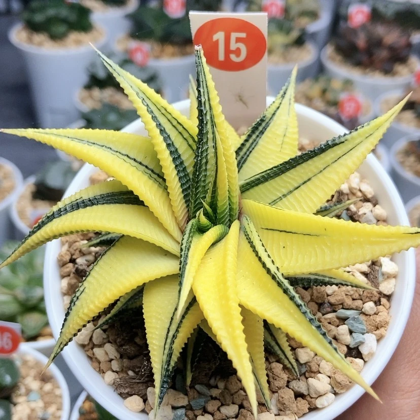 【闪购商品】15琉璃殿锦