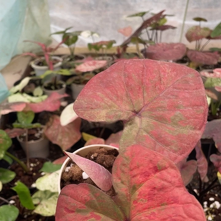无花朵粉玫瑰养定发货