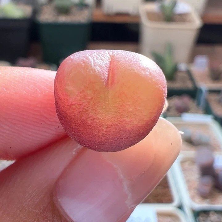 A841.  优选超红毛。 福利。