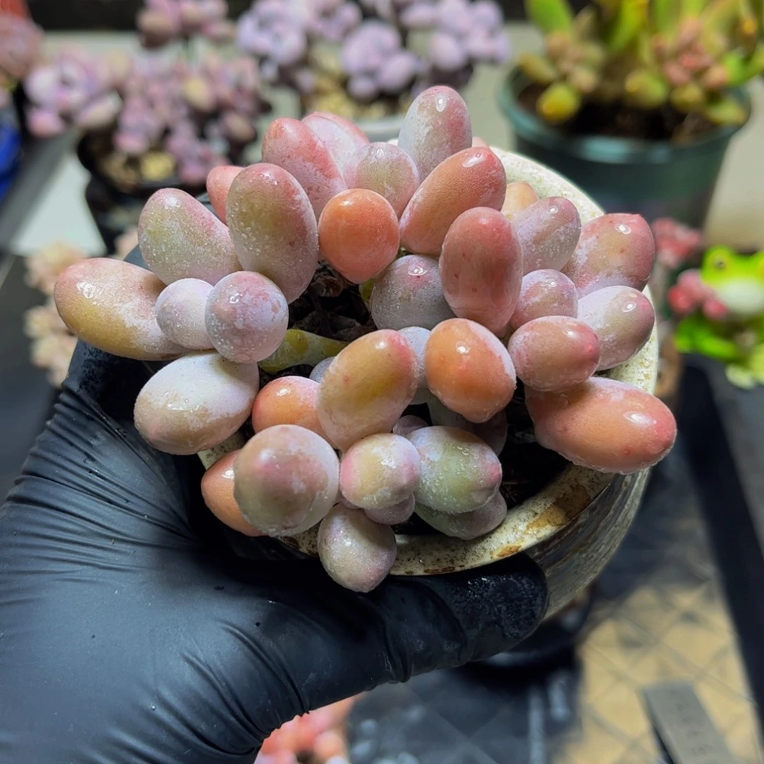 743汤圆奶酪9厘米多肉