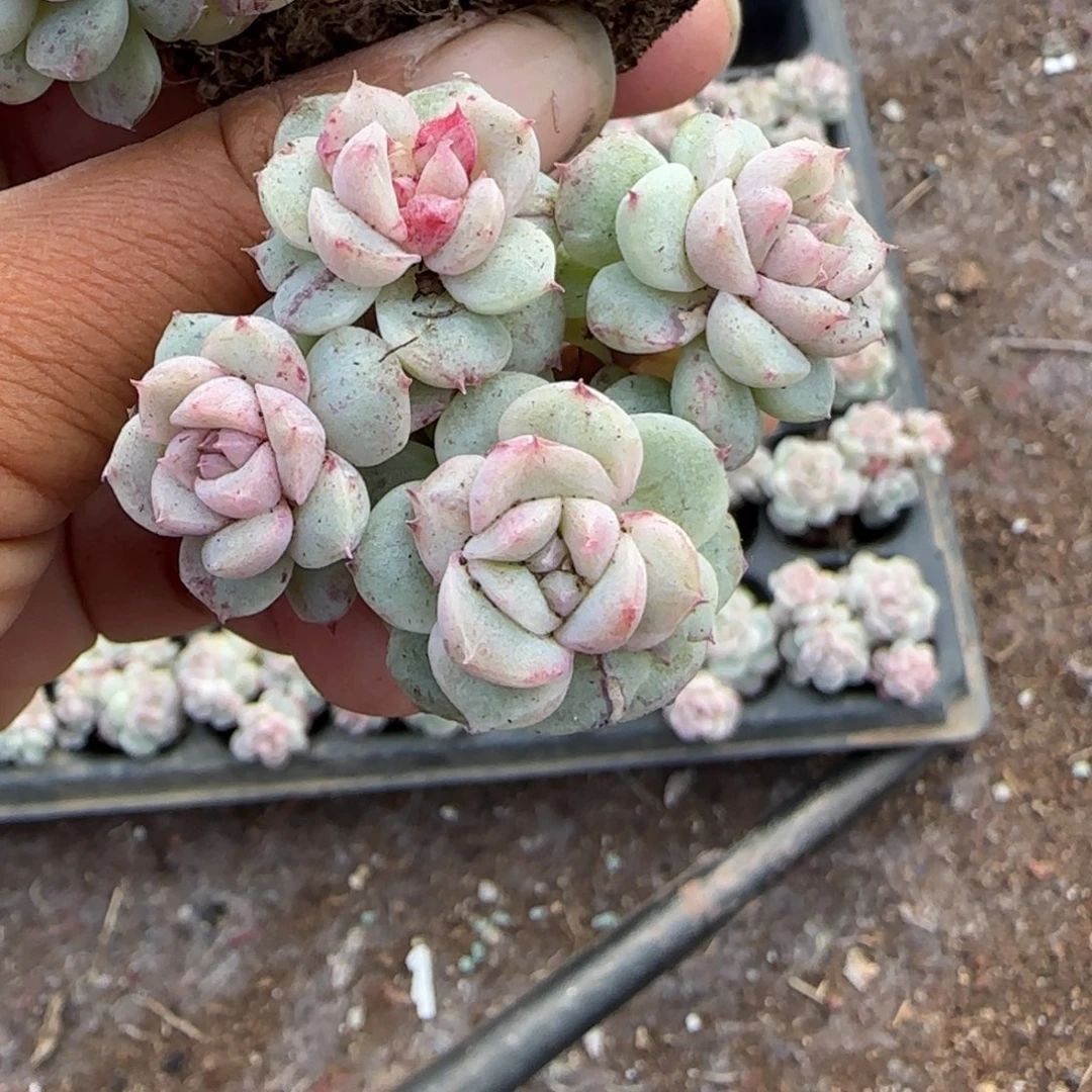 多肉小卡拉米糖心一物一拍