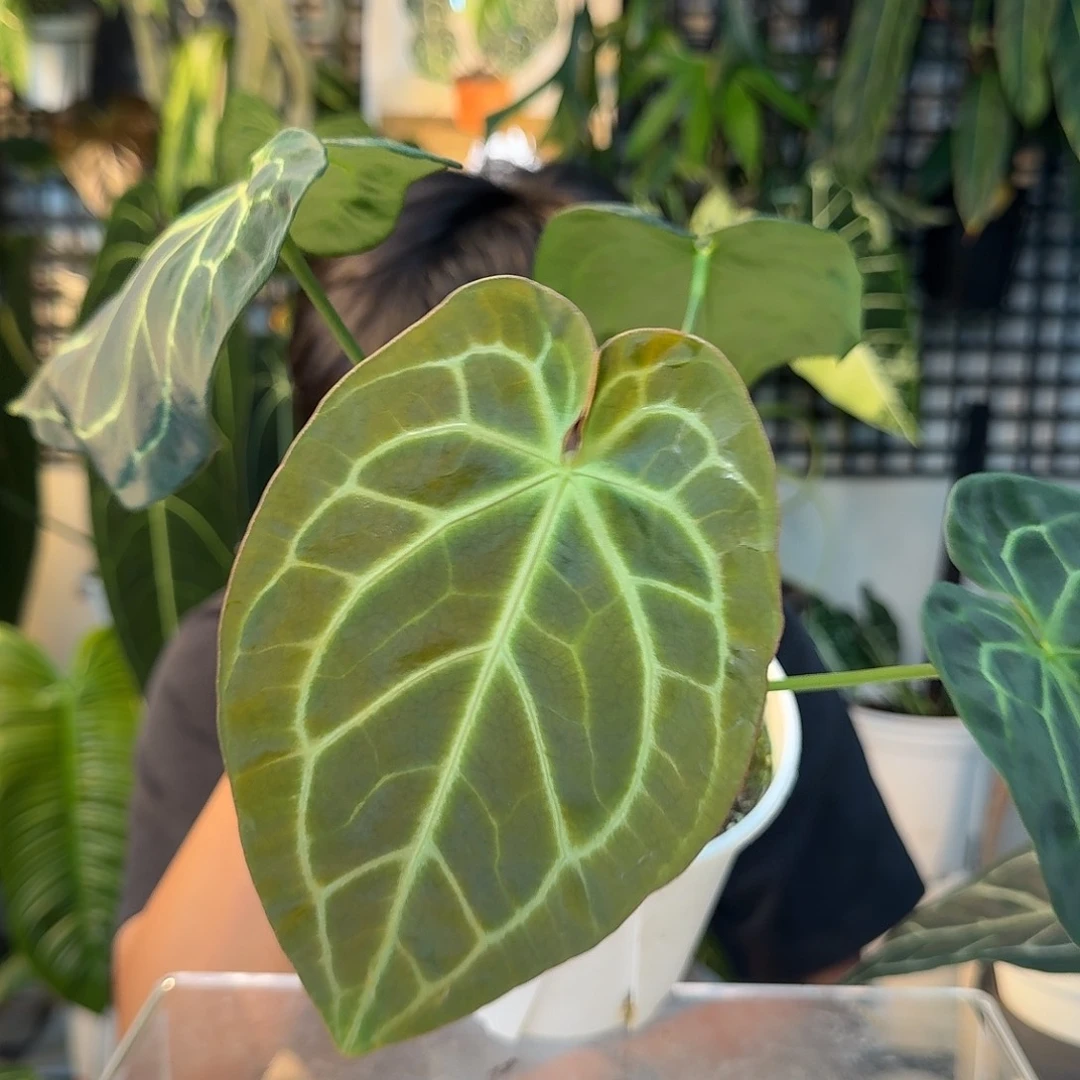 完全开放A167南美黑水晶