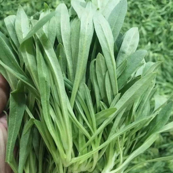 面条菜种子蔬菜盆栽菜籽四季菜种南北方青菜播种
