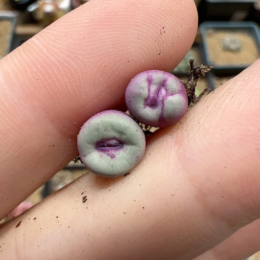 【闪购商品】55 嘴