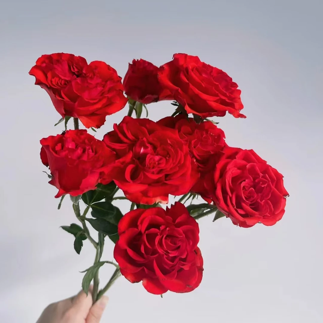 【霓虹】10枝多头玫瑰  基地直发 | 全场任意满两单鲜花包邮