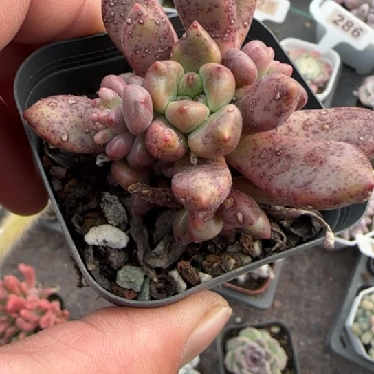 76香奈儿多肉植物多