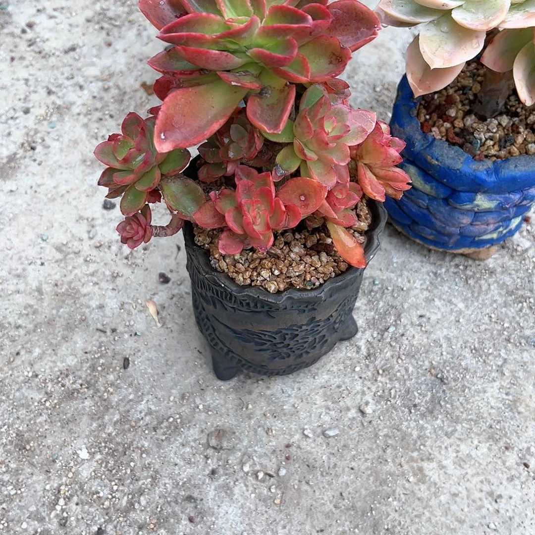 棉*糖金辉杂多肉脱土