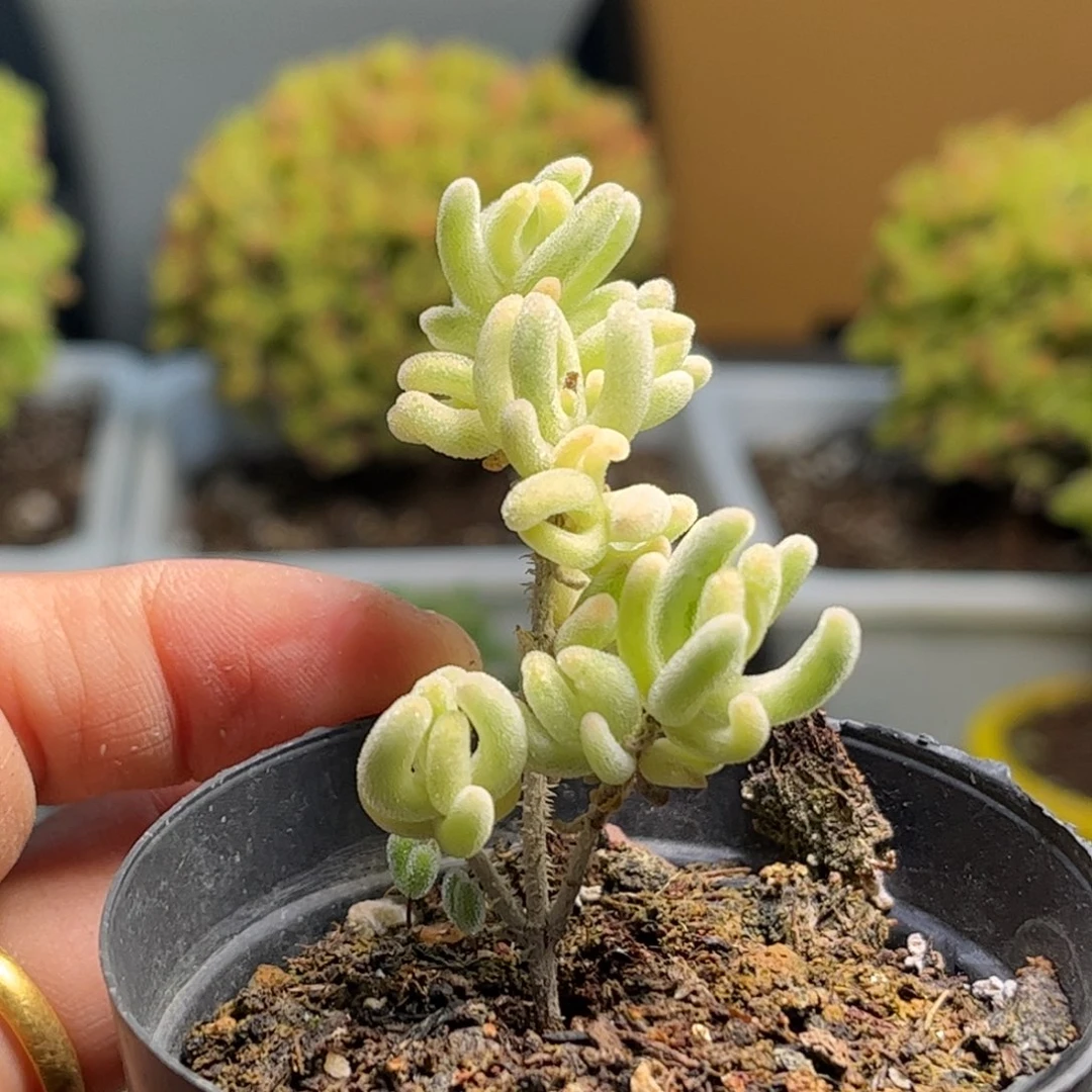 62实生橙叶黄锦番杏