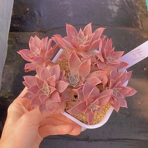 151多肉植物老桩