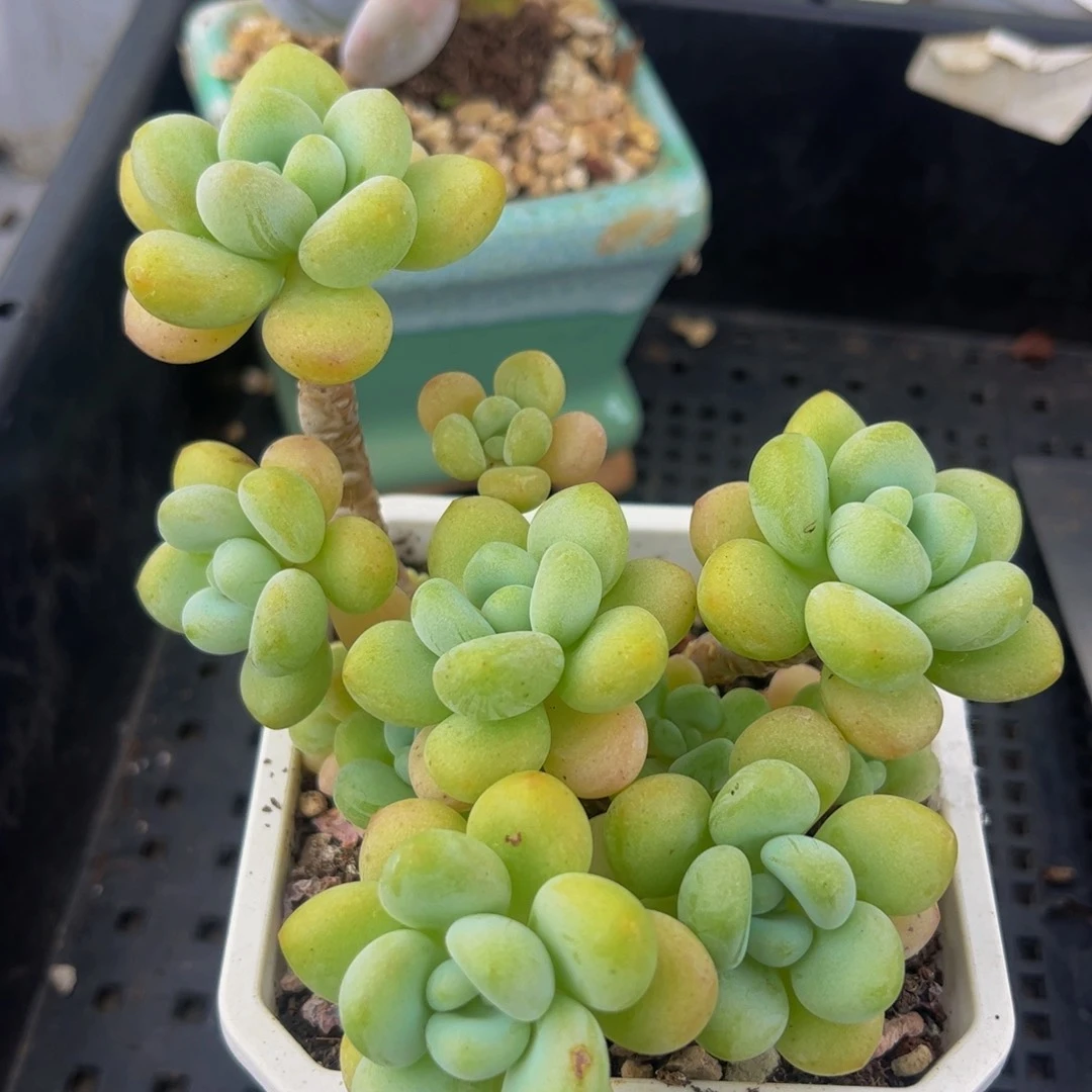 351_奶白糖多肉8cm
