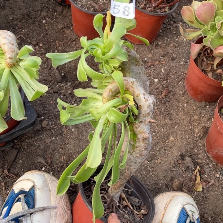 24厘米高原始绿缀581