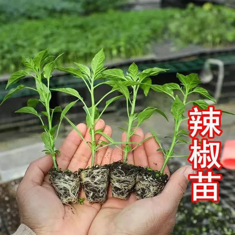 【店铺热销】高产四季辣椒苗特辣朝天椒大青线椒甜椒各种番茄苗蔬