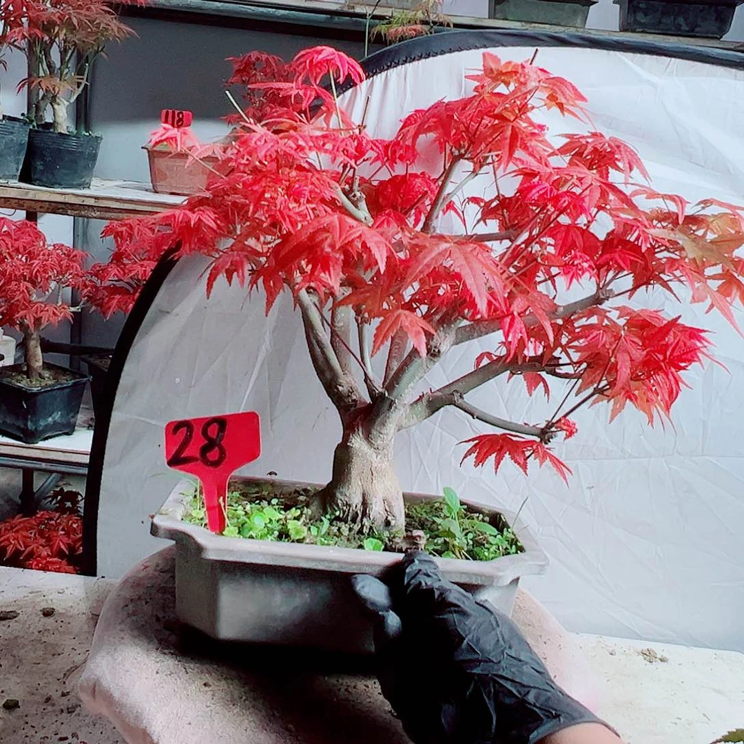 无花朵用****9红枫老桩出猩猩