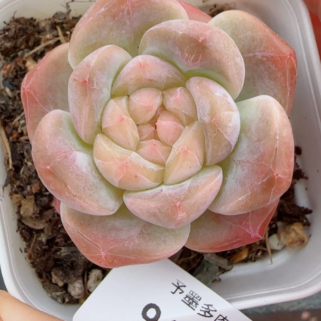 开播福利，9442多肉植物