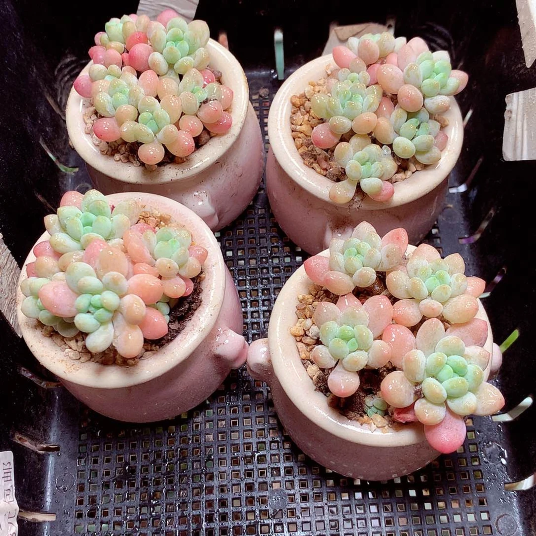 精控拇指盆9.13902