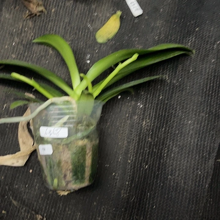 当前无花栽培后可以开花带香柠星带剑