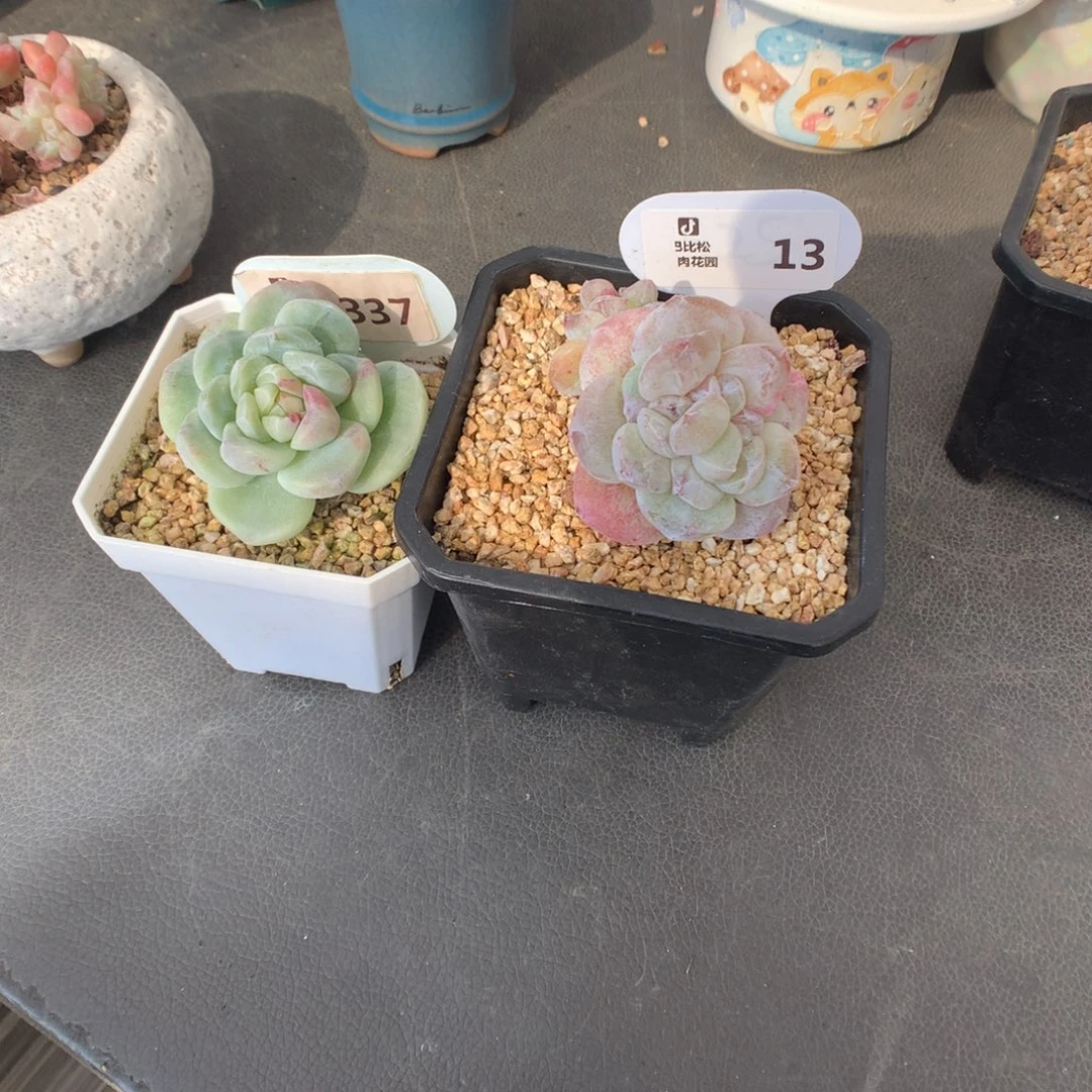 倪***子337-13 冰玉石化多肉