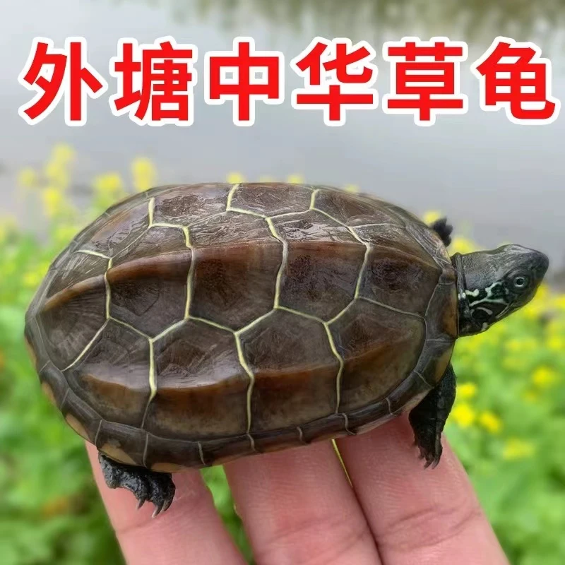 纯种福建草龟竞拍10号