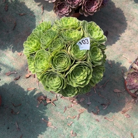 君***兰103翡翠琉璃多肉，