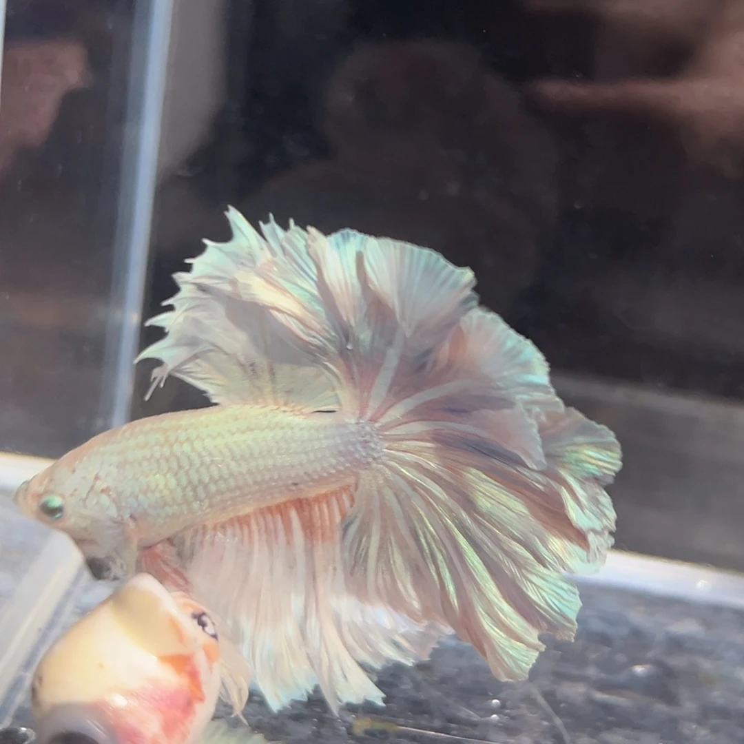 斗鱼11号高端店上新：浅色大花朵