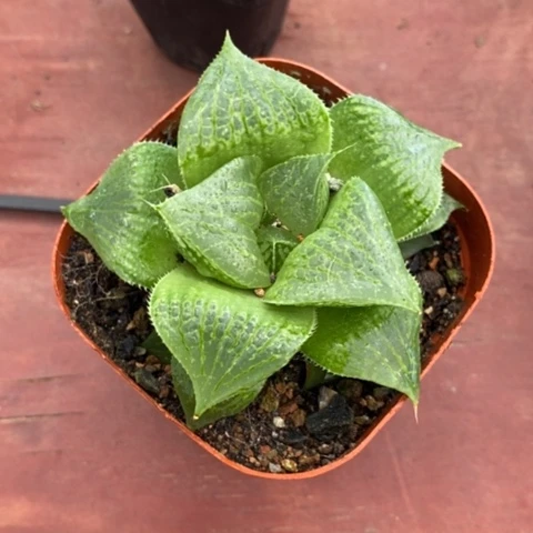 月****✨帝王寿单5仙人球