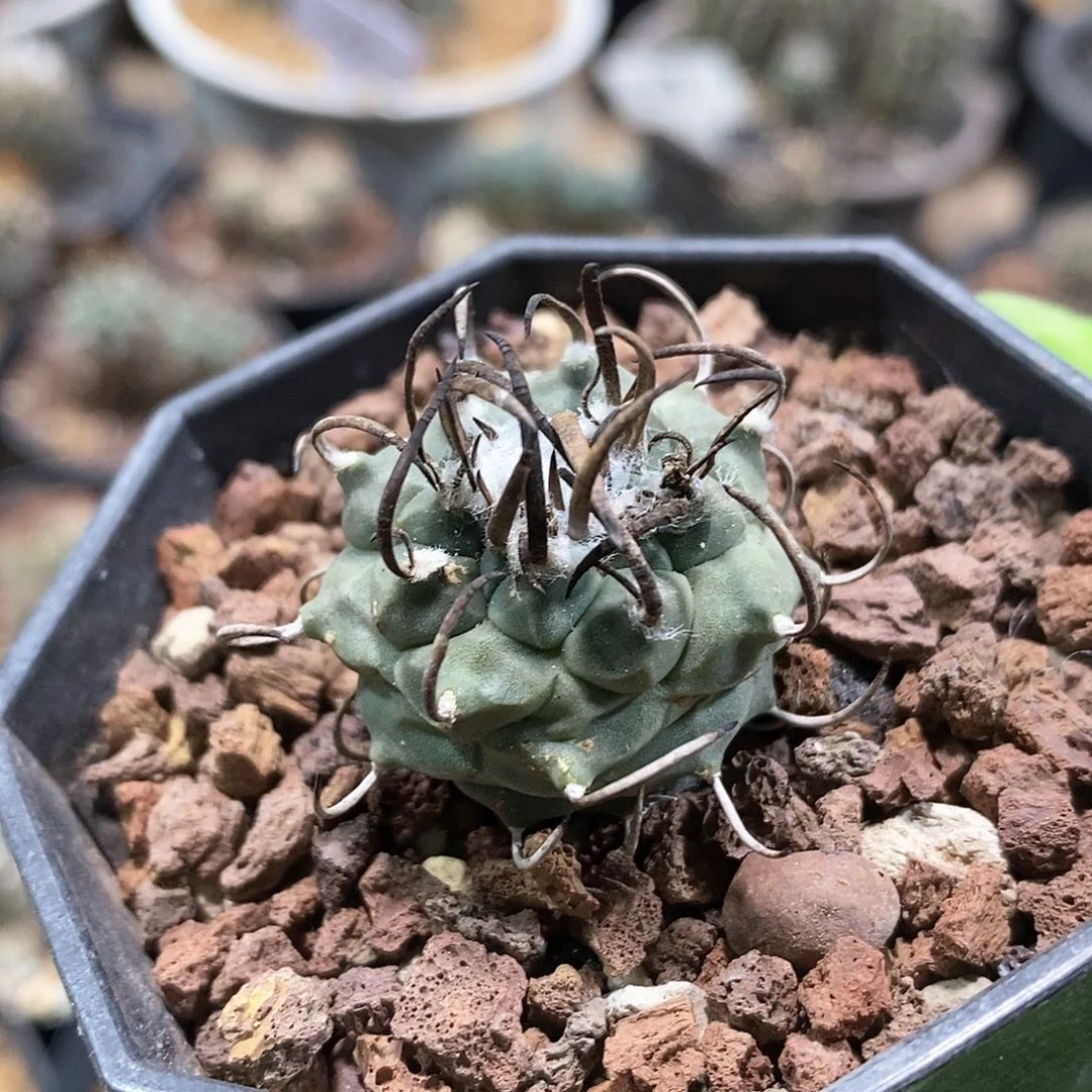 x*y实生升云龙仙人球