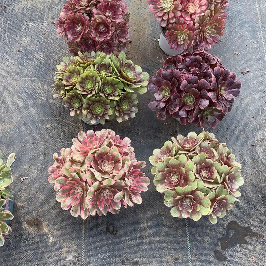 法师套餐漂亮漂亮