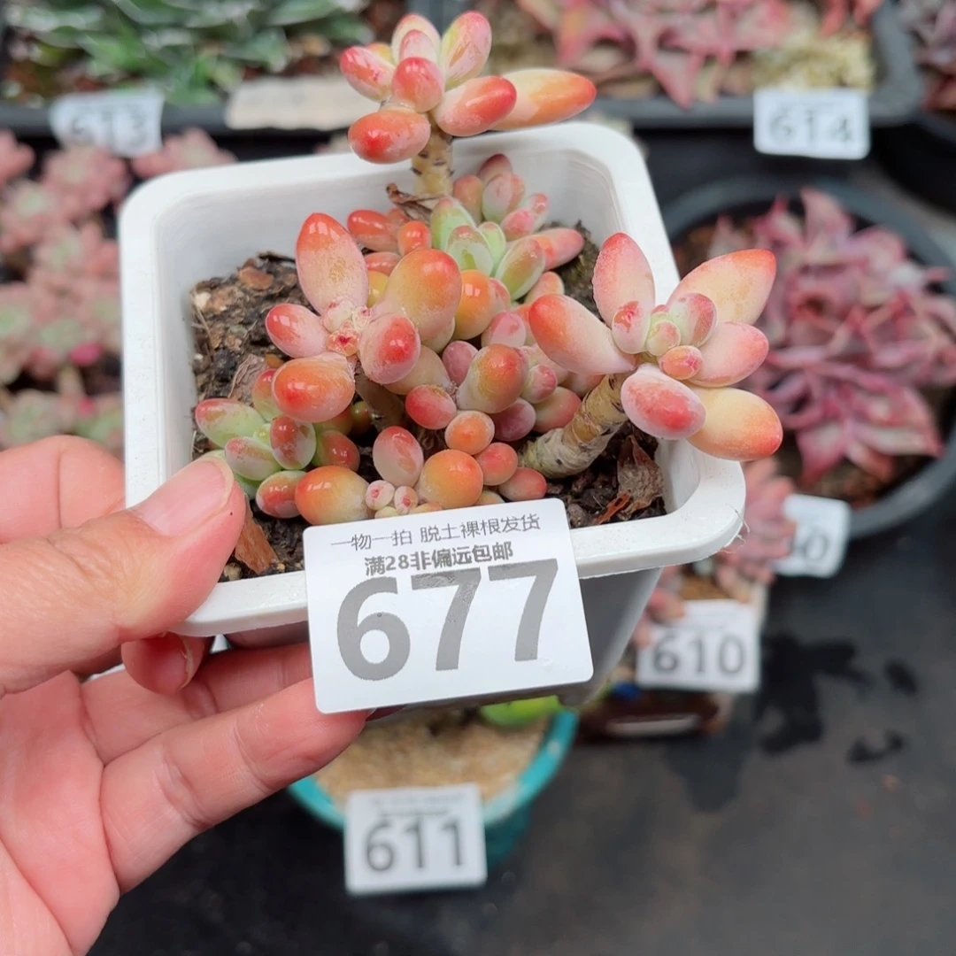樱花奶整群无盆土发货