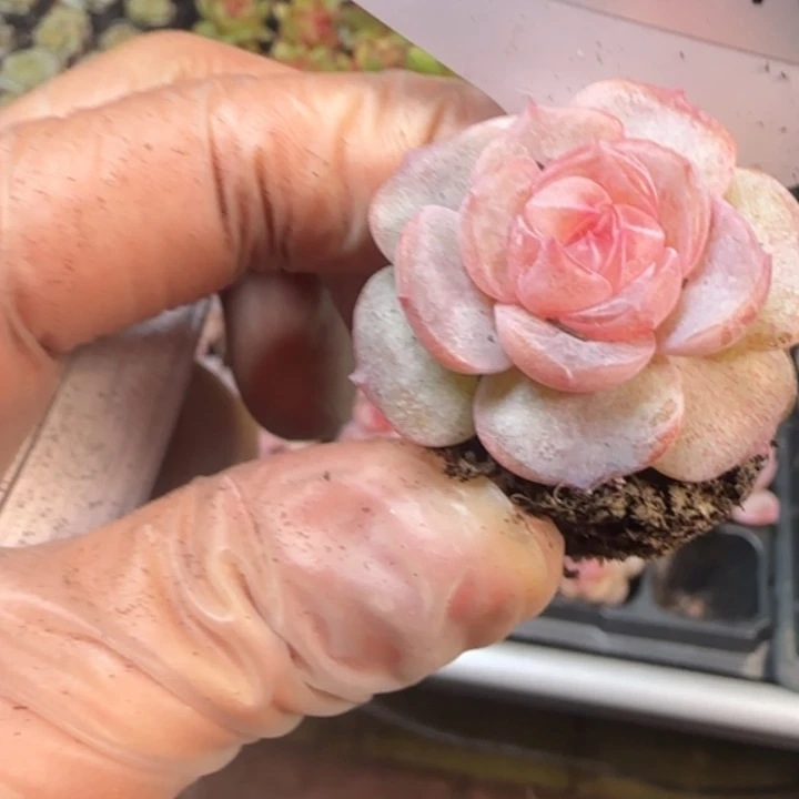 187号 海之蓝     乌拉拉