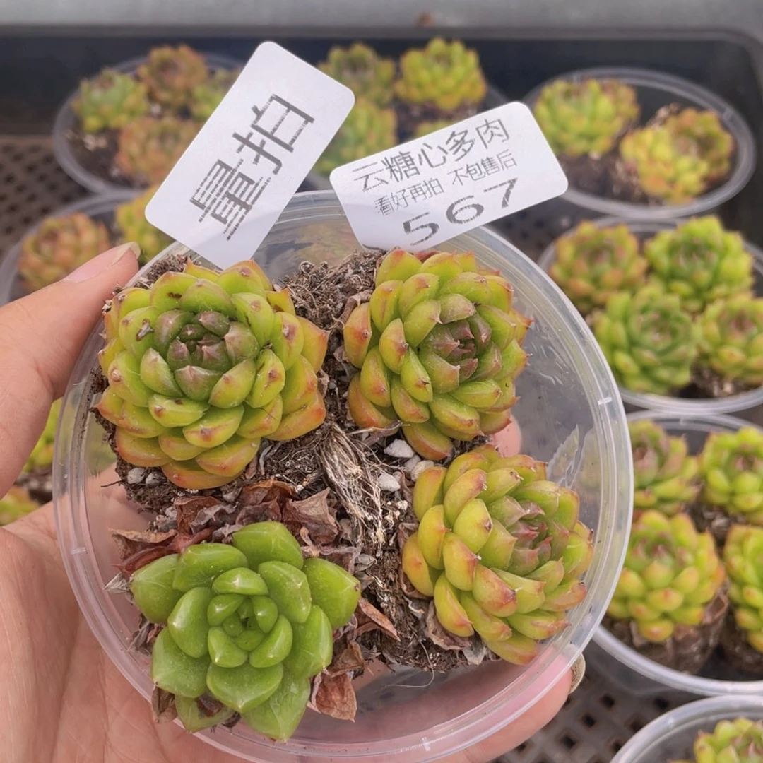 云糖心多肉植物567