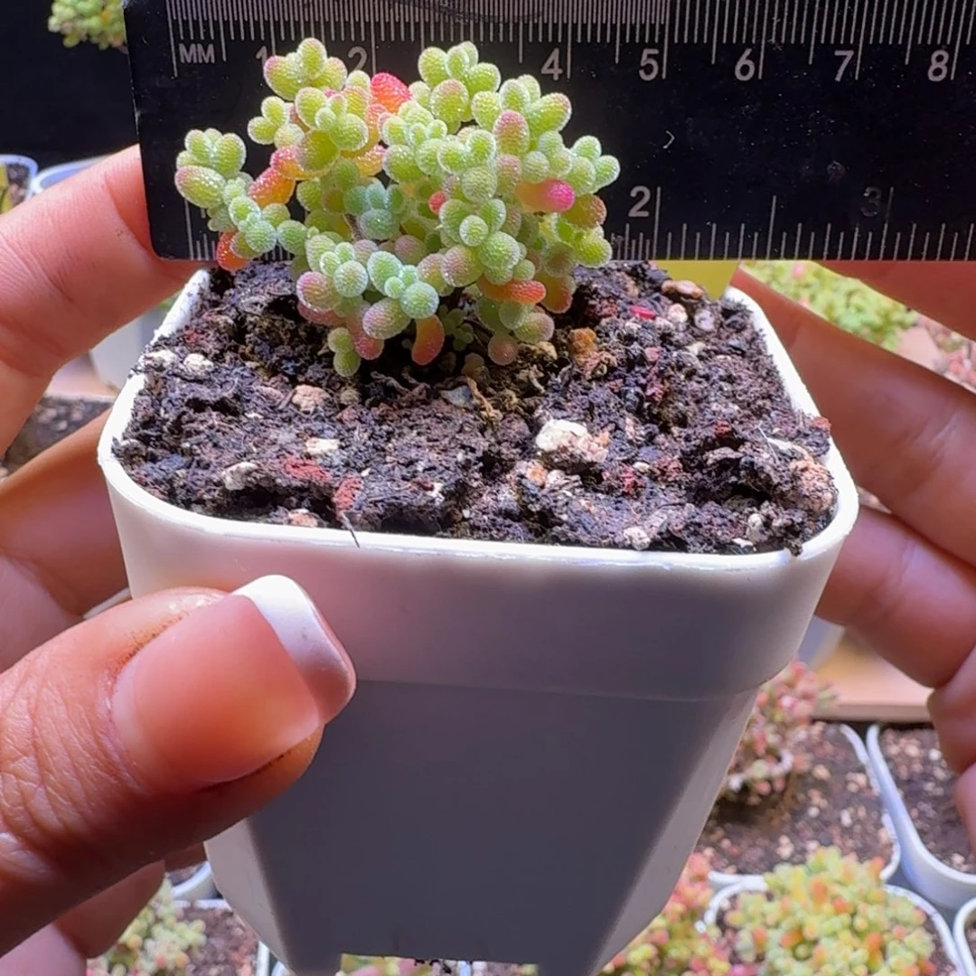 a286号橘子糖冠服4厘米左右