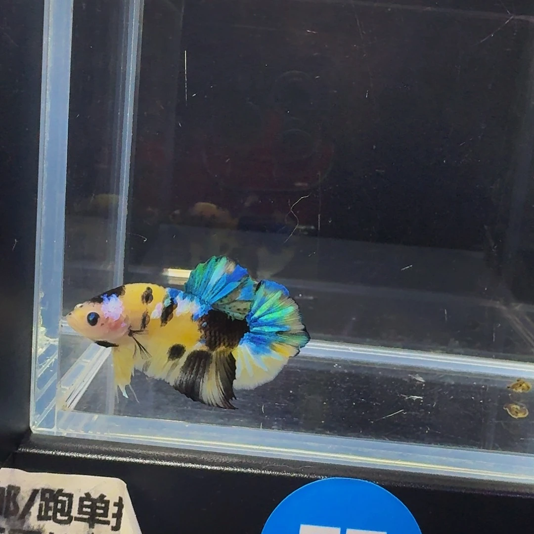 海水55号黄星河糖果将军