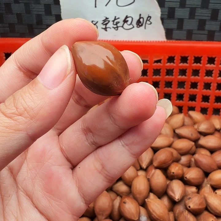 手串/手链橄榄核橄榄