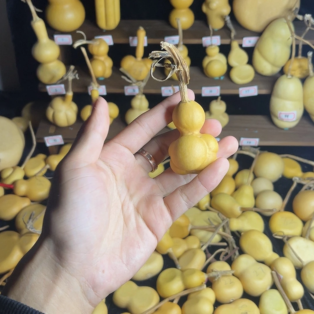 鲨***椒小乌龟一物一拍漏