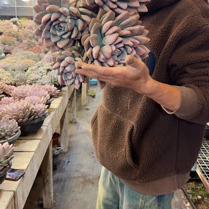 奥普群生老桩多肉植物